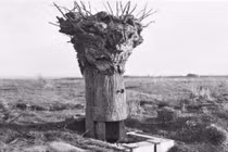 Lạ lùng kiểu ngụy trang bằng...thân cây mục trong CTTG 1