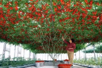 Những siêu cây “mắn” nhất thế giới