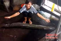 Phát hiện cá lệch dài gần 2m mắc cạn trong hồ nước