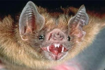Phát hiện lạ dơi quỷ ở Brazil chuyển sang hút máu người 