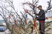 Rước đào rừng về thủ đô, dân buôn đào đá “hét” giá khủng