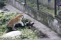 Hãi hùng hổ dữ tấn công, cắn xé người chăm sóc