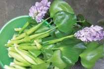 Bèo tây Việt Nam vứt bỏ không tiếc, Nhật thành đặc sản đắt đỏ