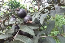 Phát sốt: Trồng giống ổi trái xanh lại ra quả màu tím