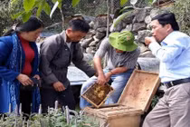 Đàn ong mật hàng nghìn con theo mùa hoa bạc hà trên cao nguyên đá