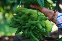 Phật thủ thắt nơ, tiền triệu mỗi trái chờ ngày đến hái 