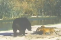 Màn "tỉ thí" giữa gấu và hổ có cái kết không tưởng