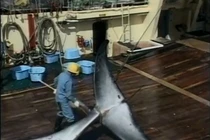 Bí mật một chuyến săn cá voi "chui" tại Nhật