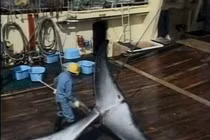 Bí mật một chuyến săn cá voi "chui" tại Nhật