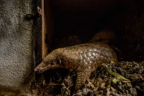 CNN cảnh báo tình trạng buôn bán động vật quý ở VN