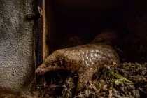 CNN cảnh báo tình trạng buôn bán động vật quý ở VN