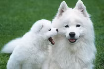 Giật mình giá siêu đắt để nhân giống chó "xịn"