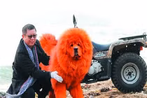 Sở thích kì quặc của tỷ phú Trung Quốc