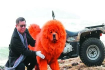 Sở thích kì quặc của tỷ phú Trung Quốc