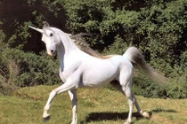 Rao bán đôi ngựa 1 sừng giá cực “sốc“