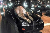 Những pha tai nạn ô tô kì quặc đến bật cười (P2)