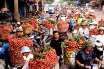 Vải Trung Quốc lan tràn thị trường Việt Nam