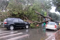 Cây bật gốc đổ la liệt trên đường TPHCM vì mưa bão
