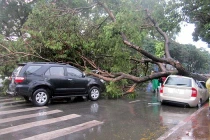 Cây bật gốc đổ la liệt trên đường TPHCM vì mưa bão