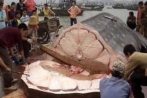 Tận mục quy trình mổ cá mập lấy vây làm hàng hiệu