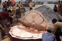 Tận mục quy trình mổ cá mập lấy vây làm hàng hiệu