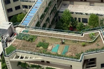 Tận mục mốt xây vườn trên nóc trường học 