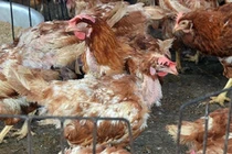 Vạch trần chiêu biến gà lúc nhúc giòi bọ thành gà vàng óng