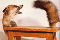 Rùng mình ngắm bộ nội thất thú hoang của đại gia