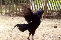 Trang trại nuôi gà siêu quý hiếm nghìn đô