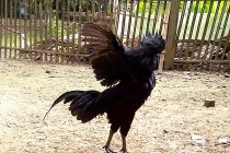 Trang trại nuôi gà siêu quý hiếm nghìn đô