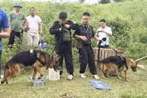 Bị chó nghiệp vụ truy lùng, nghi can giết vợ ra đầu thú