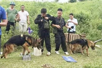 Bị chó nghiệp vụ truy lùng, nghi can giết vợ ra đầu thú