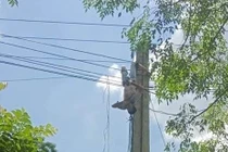 Kinh hãi phát hiện người đàn ông treo ngược lủng lẳng trên cột điện