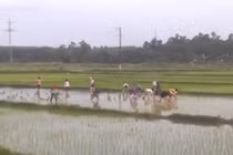 Đẹp từng cen-ti-met: 30 nữ công nhân lội ruộng cấy lúa giúp cụ U70