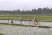 Đẹp từng cen-ti-met: 30 nữ công nhân lội ruộng cấy lúa giúp cụ U70