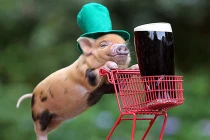 Ảnh hài hước: Lợn con hạnh phúc