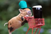 Ảnh hài hước: Lợn con hạnh phúc