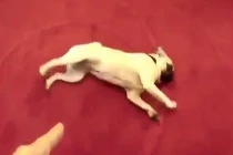 Cười tít mắt xem động vật giả chết