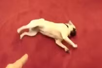 Cười tít mắt xem động vật giả chết