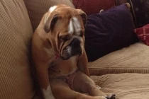 Phì cười với khoảnh khắc “tủi thân” của loài chó