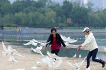 Bức xúc cảnh dân tranh nhau bắt chim bồ câu làm thịt