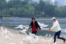 Bức xúc cảnh dân tranh nhau bắt chim bồ câu làm thịt
