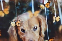 Ảnh nghệ thuật của chó cưng hớp hồn dân mạng