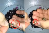 Rợn người xem “sinh vật lạ” kí sinh trong ốc Dừa