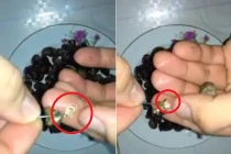 Rợn người xem “sinh vật lạ” kí sinh trong ốc Dừa