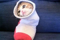 Loạt ảnh những chú mèo “uốn dẻo” tài ba