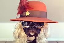 Hóa trang cho chó bull cực “ngầu“