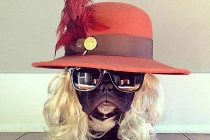 Hóa trang cho chó bull cực “ngầu“