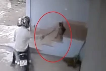 Trộm chó trắng trợn trong 3 giây ở Nghệ An