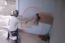 Trộm chó trắng trợn trong 3 giây ở Nghệ An